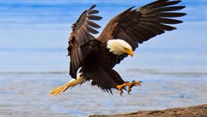 حیات وحش - جذاب ترین صحنه ها از حملات عقاب های گرسنه 