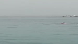 فیلمی از لحظه خورده‌شدن دو توریست توسط کوسه درساحل دریای سرخ