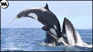  همه نهنگ ها از اورکا می ترسند