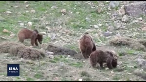 گردش خرس مادر و توله‌ها در علفزار مازندران