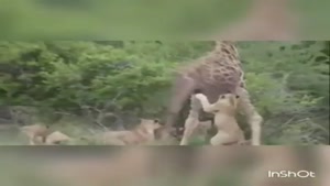 حمله شیرها به زرافه
