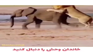 شکار بچه فیل توسط شیر