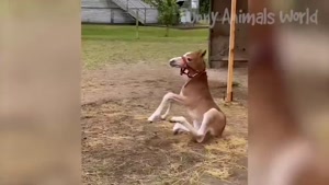 دانلود ویدیوی فوق العاده بامزه از سگ ها