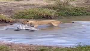 شکار گورخر در آب توسط شیر