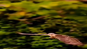 شکار خفاش در آسمان توسط عقاب