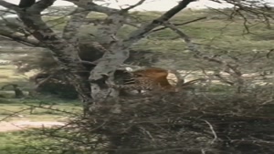 قدرت حیرت انگیز پلنگ در حمل شکارش به بالای درخت