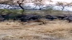 نجات جان گوساله توسط بوفالو از چنگ شیر