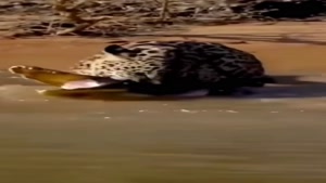 شکار تمساح توسط پلنگ جگوار