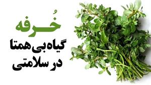 خرفه گیاه بی همتا در سلامتی