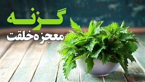 گزنه، از این معجزه خلقت غافل نشوید