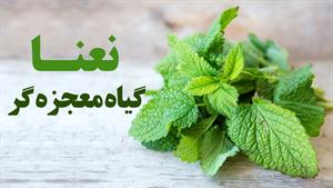 نعنا گیاه معجزه گر