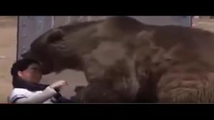 حمله خرس گریزلی  /  در برنامه تلویزیونی زنده
