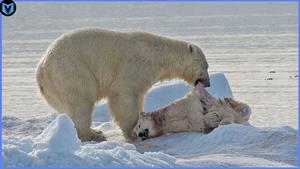 5 حمله باورنکردنی خرس قطبی که توسط دوربین ثبت شد