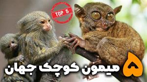 کوچک ترین میمون های جهان 