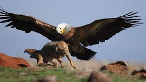 10 شگفت انگیز ترین لحظات از حمله عقاب های وحشی به حیوانات 