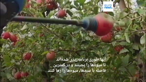 پهپادهای میوه‌چین به کمک کشاورزان اسرائیلی می‌آیند