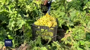 برداشت انگور در شهرستان کارون
