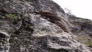 بالارفتن دیدنی گراز مادر و توله هاش از صخره