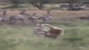 شکار پر قدرت گورخر توسط ماده شیر