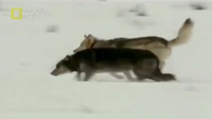 شکار گوزن شمالی توسط گله گرگ‌ها