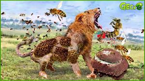 نبرد حیوانات - عاقبت دردناک شیر و زنبورها