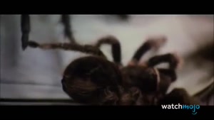 ده صحنه از حملات وحشیانه حیوانات در فیلم ترسناک
