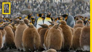 یک "شهر"  در قطب جنوب با 400000 پنگوئن پادشاه