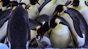 پنگوئن ها جوجه های جوان دیگر را می ربایند