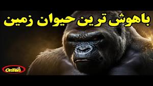 گوریل، حیوانی با ویژگی های خاص که باید بشناسیم