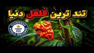 فلفل رکورد شکن پرازآتش که توانسته در کتاب گینس به ثبت برسد