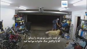 مظنون به سرقت با سگ خانواده دوست شد و ...