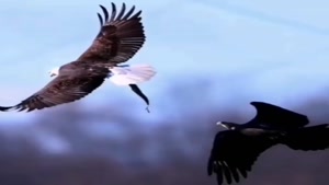 صحنه ای دیدنی گرفتن لاشه ماهی از عقاب در آسمان
