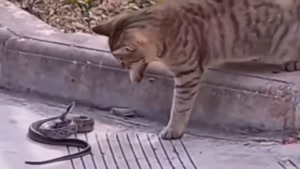 شکار فوق حرفه ای مار توسط گربه 😳