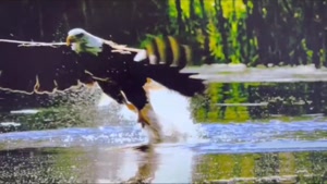 شکار بسیار تماشایی ماهی توسط عقاب