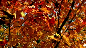 کلیپ پاییزی رنگا رنگ