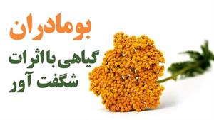 بومادران گیاهی با اثرات شگفت آور