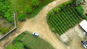 شهر الکمار - کشور سورینام