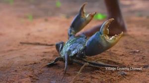 پخت خرچنگ در هندوستان
