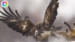 بهترین صحنه ها از لحظات حمله عقاب 