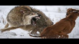 سگ نگون بخت به بدترین شکل ممکن توسط گرگ غافلگیر می شود