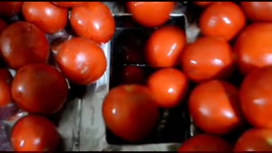آبگیری گوجه