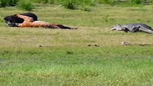 شکار گراز توسط ببر و حمله تمساح به ببر