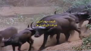 مستند آخرین ضیافت کروکدیل ها دوبله فارسی پارت سوم