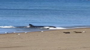 شکار شیر دریایی نگون بخت توسط نهنگ قاتل