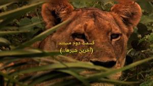 مستند جذاب آخرین شیرها پارت دوم