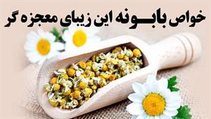 خواص بابونه، این زیبای معجزه گر