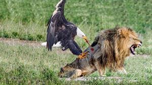 نبرد حیوانات - شیر در مقابل عقاب 