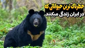 حیات وحش - خطرناک ترین حیوانات در ایران 