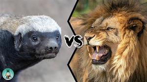 نبرد حیوانات - نبرد جالب راسو و شیر