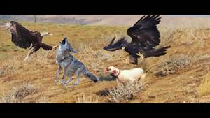 نبرد حیوانات - وقتی عقاب ها به سگ و شغال ها حمله کردند
